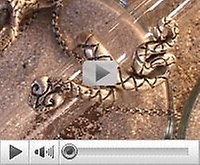 youtubeshow Image 2